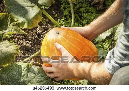 Mature man picking pumpkin, focus on hands View Large Photo Image Stock Image - Mature man picking pumpkin, focus on hands. Fotosearch