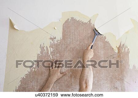 Mature man using scraper to scrape off old wallpaper View Large Photo Image Stock Photo - Mature man using scraper to scrape off old wallpaper. Fotosearch