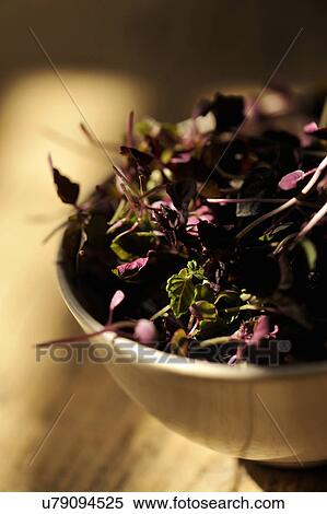 Micro leaves salad in ceramic bowl, close-up View Large Photo Image Stock Photography - Micro leaves salad in ceramic bowl, close-up. Fotosearch