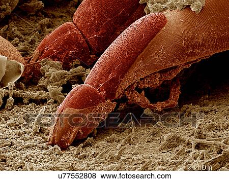 Mite on surface of Aquatic bug SEM View Large Photo Image Stock Photo - Mite on surface of Aquatic bug SEM. Fotosearch