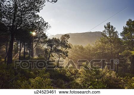 Morning sun shining through trees, Majorca, Spain View Large Photo Image Stock Image - Morning sun shining through trees, Majorca, Spain. Fotosearch
