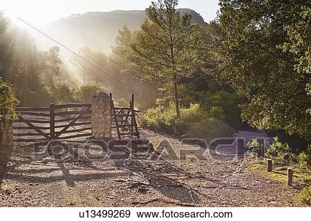 Stock Photo - Morning sun shining through trees, Majorca, Spain. Fotosearch
