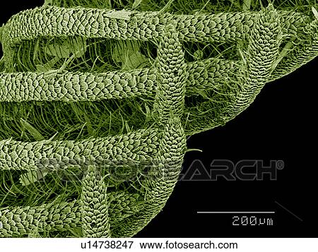 Stock Photo - Moth antenna, Lepidoptera SEM. Fotosearch