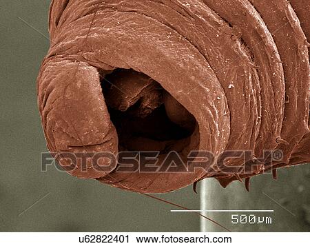 Stock Image - Mouth of Oligochaete worm SEM. Fotosearch