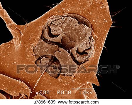 Mouth parts of Duck louse, Phthiraptera, attached to feather SEM View Large Photo Image Stock Photo - Mouth parts of Duck louse, Phthiraptera, attached to feather SEM. Fotosearch