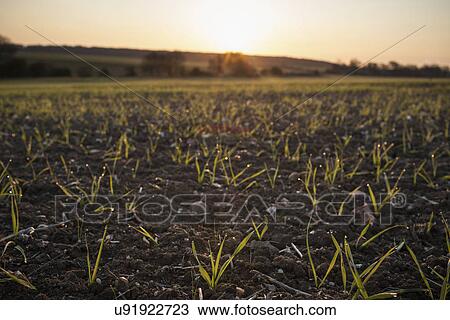 New crops growing in fields, Northamptonshire, England View Large Photo Image Stock Image - New crops growing in fields, Northamptonshire, England. Fotosearch