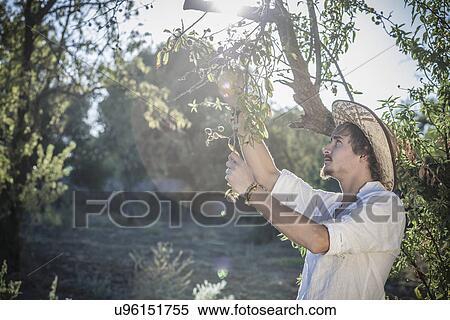 Olive grower working in olive grove, Cagliari, Sardinia, Italy View Large Photo Image Stock Photography - Olive grower working in olive grove, Cagliari, Sardinia, Italy. Fotosearch