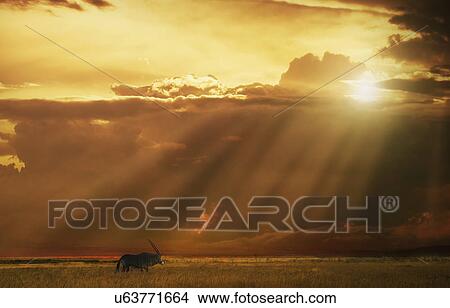 Oryx at sunset, Namibia View Large Photo Image Picture - Oryx at sunset, Namibia. Fotosearch