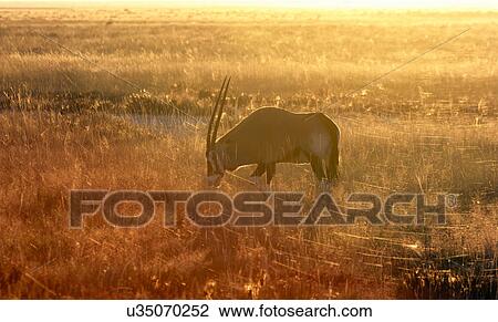 Oryx grazing at sunset, Etosha National Park, Namibia View Large Photo Image Stock Image - Oryx grazing at sunset, Etosha National Park, Namibia. Fotosearch