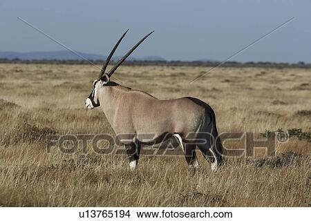 Picture - Oryx grazing on plains, Etosha National Park, Namibia. Fotosearch
