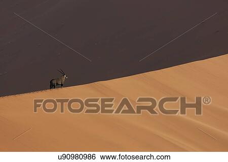 Stock Photograph - Oryx in shadow on giant sand dune, Sossusvlei National Park, Namibia. Fotosearch
