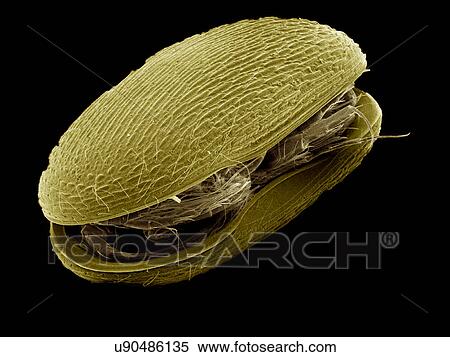 Ostracoda SEM View Large Photo Image Stock Photography - Ostracoda SEM. Fotosearch