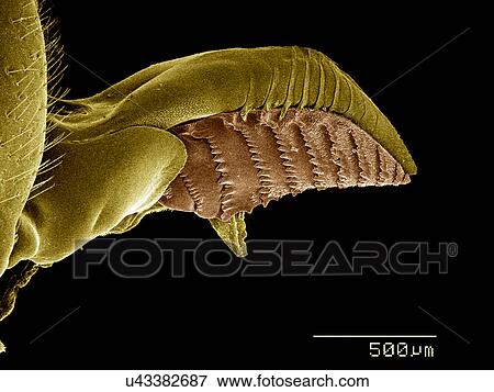 Stock Photo - Ovipositor of female Sawfly, Diprion sp., Diprionidae SEM. Fotosearch