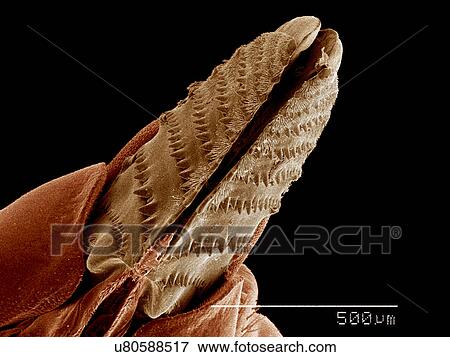Stock Photo - Ovipositor of female Sawfly, Diprion sp., Diprionidae SEM. Fotosearch