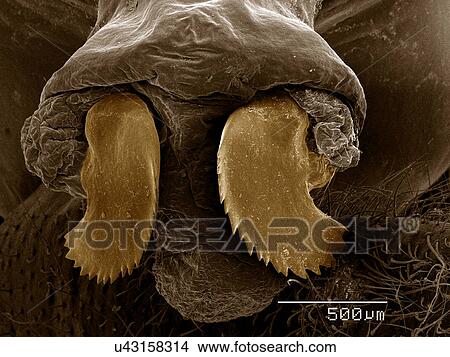 Ovipositor of Periodical Cicada SEM View Large Photo Image Picture - Ovipositor of Periodical Cicada SEM. Fotosearch