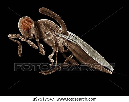 Stock Photo - Parasitic wasp, Inostemma SEM. Fotosearch