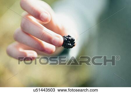 Person holding blackberry, close up View Large Photo Image Stock Image - Person holding blackberry, close up. Fotosearch