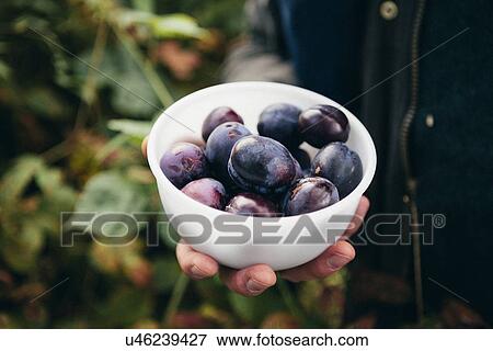 Stock Photo - Person holding bowl of fresh plums. Fotosearch