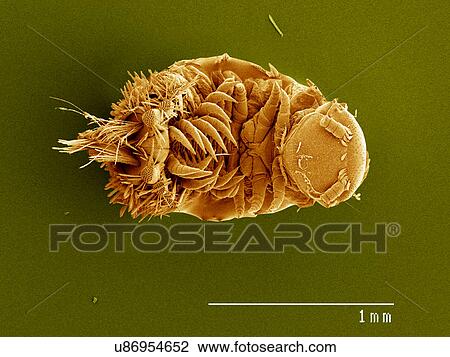 Polyxenus sp. millipede, Diplopoda SEM View Large Photo Image Stock Image - Polyxenus sp. millipede, Diplopoda SEM. Fotosearch