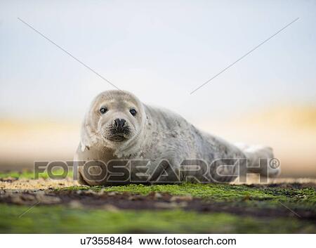 Portrait of common seal on beach View Large Photo Image Picture - Portrait of common seal on beach. Fotosearch