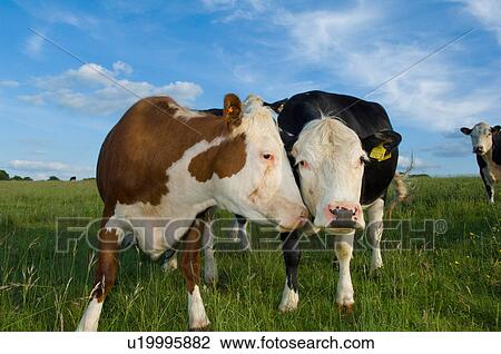 Portrait of cows in field View Large Photo Image Stock Image - Portrait of cows in field. Fotosearch