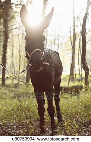 Picture - Portrait of mule in sunlit woods, Premosello, Verbania, Piemonte, Italy. Fotosearch