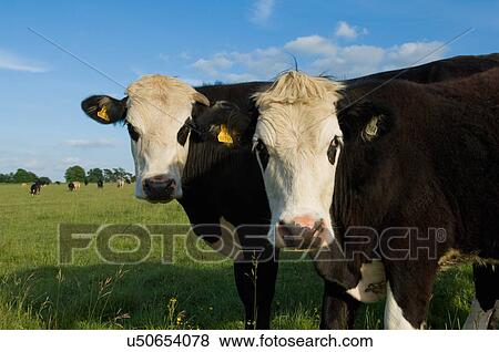 Stock Photo - Portrait of two cows in field. Fotosearch