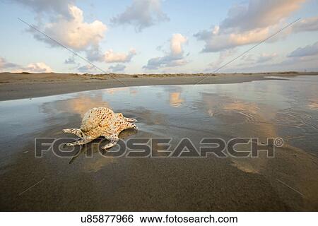 Stock Photograph - Purple dye murex or the spiny dye-murex (Bolinus brandaris) on beach, Israel. Fotosearch