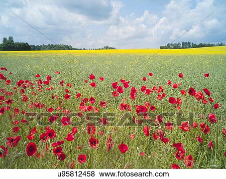 Red corn poppies in field View Large Photo Image Stock Photo - Red corn poppies in field. Fotosearch