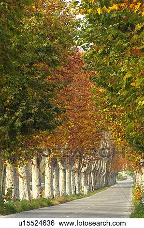 Stock Photograph - Rural road lined with poplar trees in autumn, Provence, France. Fotosearch