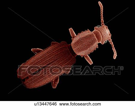 Stock Photograph - Sawtoothed grain beetle SEM. Fotosearch