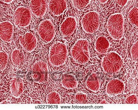 Stock Photo - Scent glands on surface of Rose petal SEM. Fotosearch