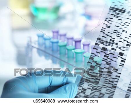 Scientist holding DNA gel in front of samples for testing in laboratory View Large Photo Image Stock Photo - Scientist holding DNA gel in front of samples for testing in laboratory. Fotosearch