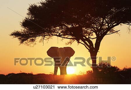Silhouetted african elephant at sunset, Etosha National Park, Namibia View Large Photo Image Stock Image - Silhouetted african elephant at sunset, Etosha National Park, Namibia. Fotosearch