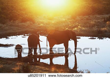 Silhouetted african elephants at waterhole, Etosha National Park, Namibia View Large Photo Image Stock Image - Silhouetted african elephants at waterhole, Etosha National Park, Namibia. Fotosearch