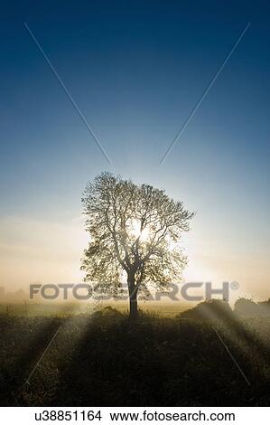 Silhouetted bare tree and sunbeams at sunrise View Large Photo Image Picture - Silhouetted bare tree and sunbeams at sunrise. Fotosearch