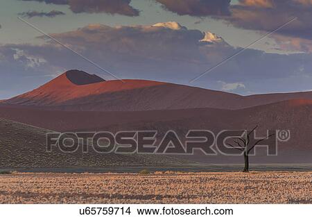Silhouetted dead tree and giant sand dune, Sossusvlei National Park, Namibia View Large Photo Image Picture - Silhouetted dead tree and giant sand dune, Sossusvlei National Park, Namibia. Fotosearch