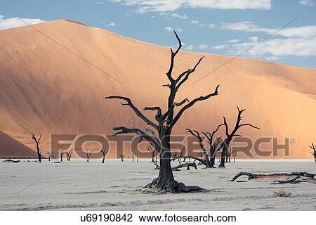 Stock Image - Silhouetted dead trees on clay pan, Deaddvlei, Sossusvlei National Park, Namibia. Fotosearch