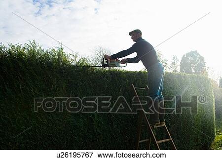 Silhouetted man on top of ladders trimming tall garden hedge View Large Photo Image Stock Photo - Silhouetted man on top of ladders trimming tall garden hedge. Fotosearch