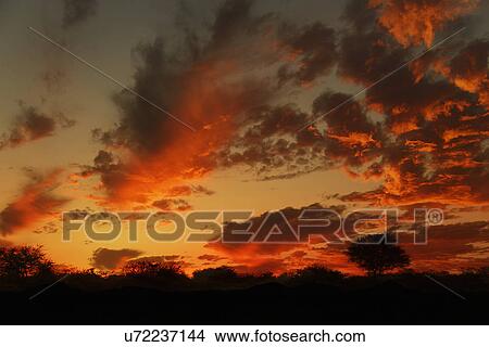 Picture - Silhouetted tree at sunset, Namibia. Fotosearch
