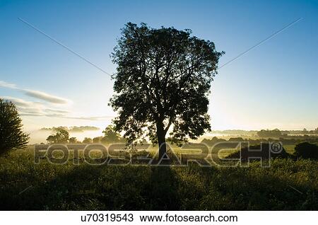 Stock Image - Silhouetted tree in field at dawn. Fotosearch