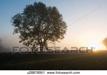 Stock Image - Silhouetted tree in field at sunset. Fotosearch