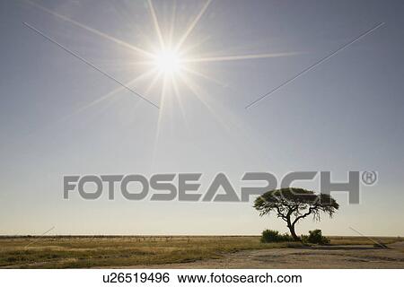 Stock Photograph - Silhouetted tree on plains, Etosha National Park, Namibia. Fotosearch