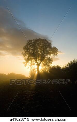 Stock Photography - Silhouetted tree with sunbeams at dusk. Fotosearch