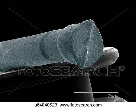 Small brad SEM View Large Photo Image Stock Image - Small brad SEM. Fotosearch