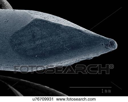 Stock Image - Small brad SEM. Fotosearch