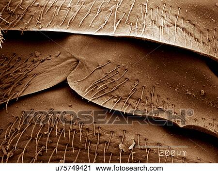 Stock Image - Spermaledge of bed bug, Cimex sp., Cimicidae SEM. Fotosearch
