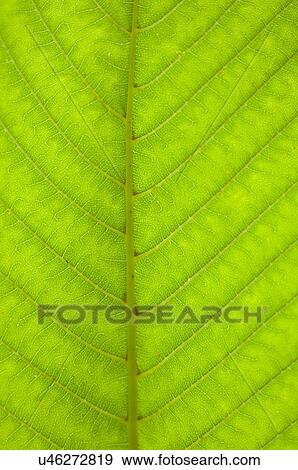 Stock Photo - Still life close up of green leaf. Fotosearch
