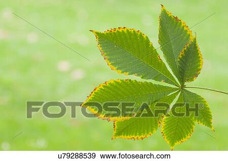 Stock Photo - Still life of horse chestnut leaf in front of green grass. Fotosearch