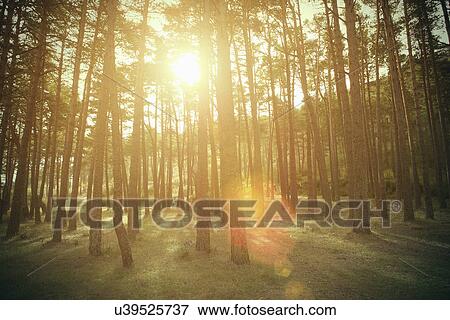 Sunlit trees in forest, Macugnaga, Verbania, Piemonte, Italy View Large Photo Image Stock Photo - Sunlit trees in forest, Macugnaga, Verbania, Piemonte, Italy. Fotosearch